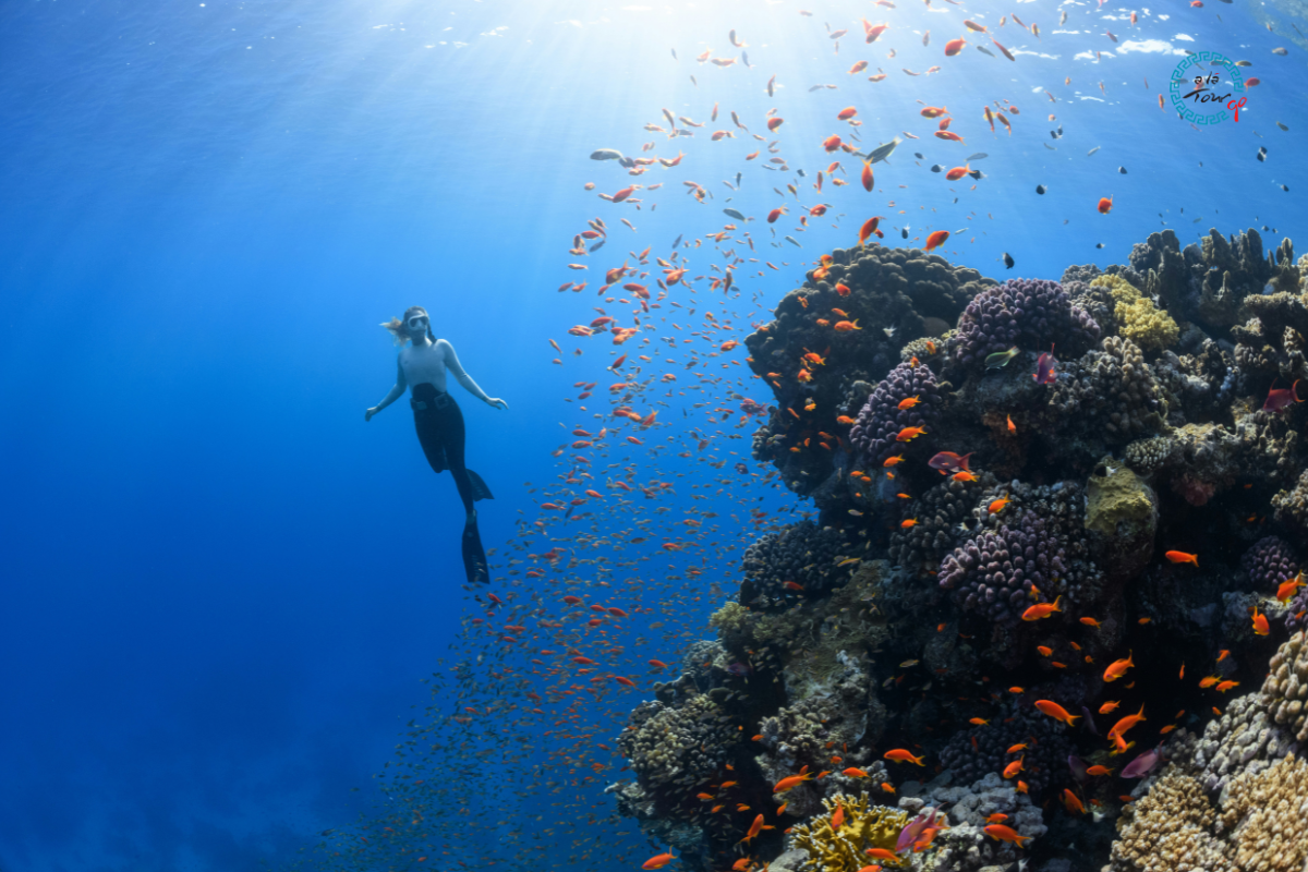Thailand Diving & Culture Tour — Flights Included, Departing from Istanbul